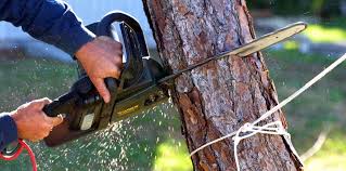 Trusted Canterwood, WA  Tree Services Experts