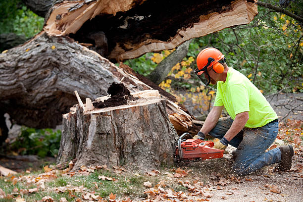 How Our Tree Care Process Works  in  Canterwood, WA